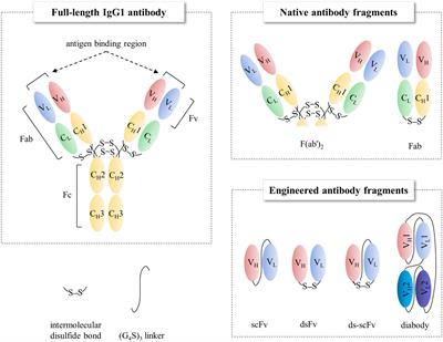 Frontiers | Solubility, Stability, And Avidity Of Recombinant Antibody ...